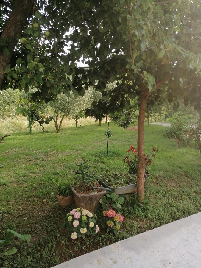 Apartman Petovic Kotor Bagian luar foto