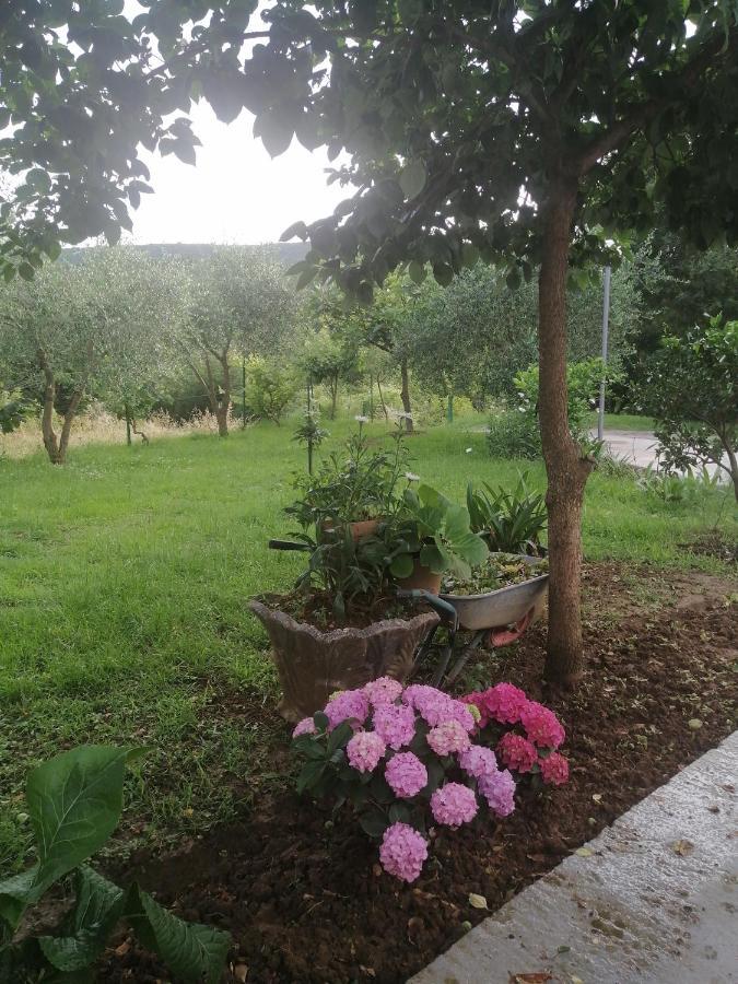 Apartman Petovic Kotor Bagian luar foto